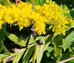 Zethus spinipes variegatus