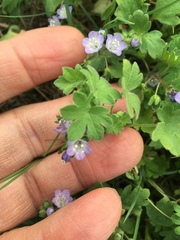 Phacelia patuliflora