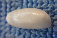 Acteocina culcitella