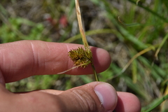 Carex unilateralis