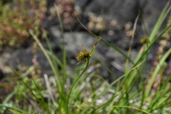 Carex unilateralis