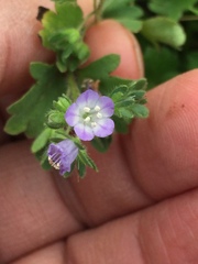 Phacelia patuliflora