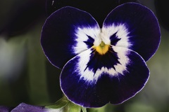 Viola tricolor