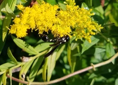 Zethus spinipes variegatus