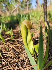 Sarracenia minor