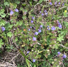 Scutellaria parvula