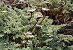 Cymopterus aboriginum