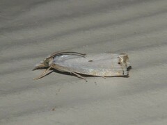 Microcrambus biguttellus