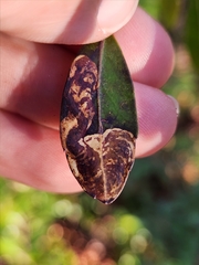 Phytomyza glabricola