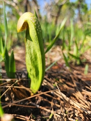 Sarracenia minor