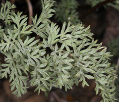 Cymopterus aboriginum