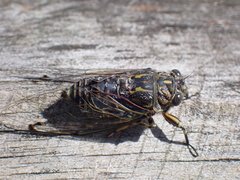 Amphipsalta cingulata