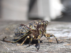 Amphipsalta cingulata