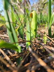 Sarracenia minor