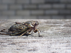 Amphipsalta cingulata