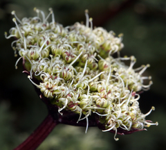Cymopterus aboriginum