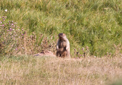 Marmota bobak