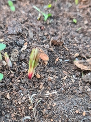 Chamaenerion angustifolium