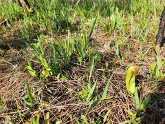 Sarracenia minor