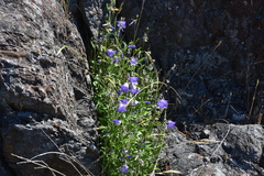Campanula alaskana
