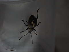 Otiorhynchus armadillo