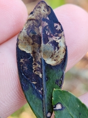 Phytomyza glabricola