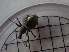 Otiorhynchus armadillo