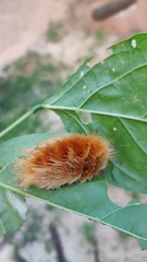 Megalopyginae