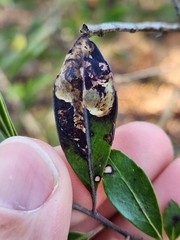 Phytomyza glabricola