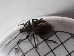 Otiorhynchus armadillo