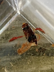 Hesperocorixa brimleyi