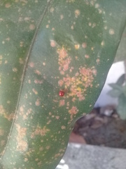 Cryptognatha auriculata