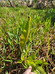 Sarracenia minor