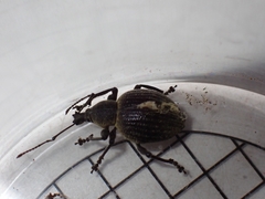 Otiorhynchus armadillo