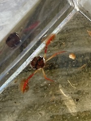 Hesperocorixa brimleyi