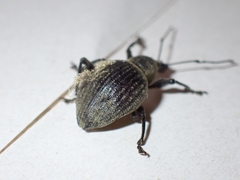 Otiorhynchus armadillo