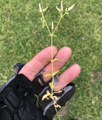 Cerastium brachypodum