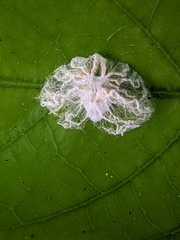 Ricania speculum