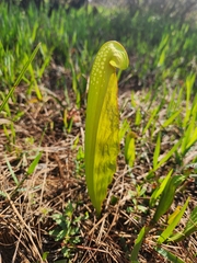 Sarracenia minor