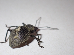 Otiorhynchus armadillo