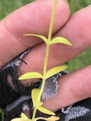 Cerastium brachypodum