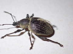 Otiorhynchus armadillo