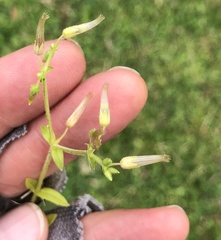 Cerastium brachypodum