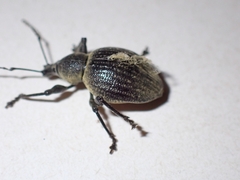 Otiorhynchus armadillo