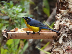 Anisognathus melanogenys