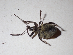 Otiorhynchus armadillo