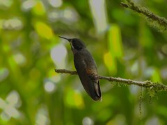 Colibri delphinae