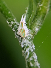 Salurnis marginella