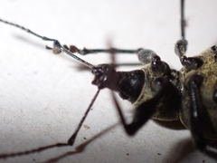 Otiorhynchus armadillo