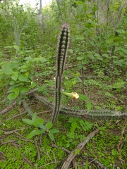 Praecereus euchlorus